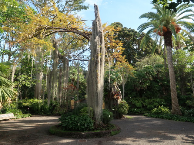 Jard&iacute;n Bot&aacute;nico in Puerto de la Cruz (23. Nov.)
