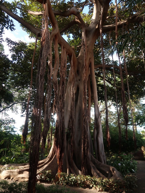 Jard&iacute;n Bot&aacute;nico in Puerto de la Cruz (23. Nov.)