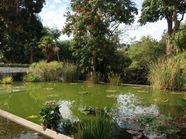 Jard&iacute;n Bot&aacute;nico in Puerto de la Cruz (23. Nov.)