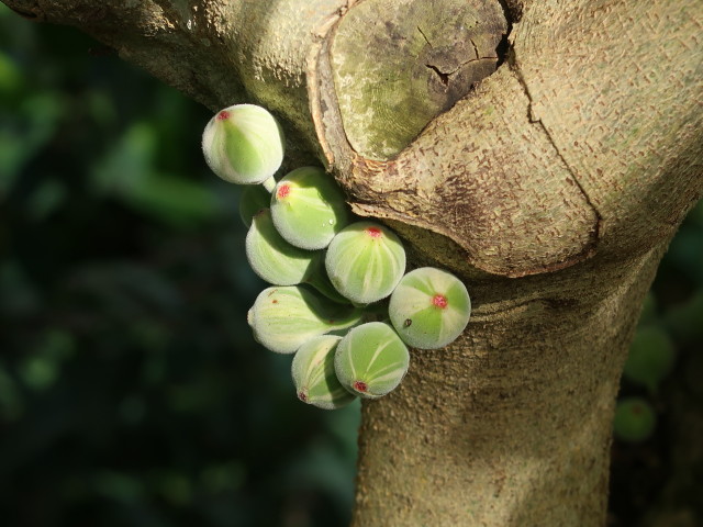 Jard&iacute;n Bot&aacute;nico in Puerto de la Cruz (23. Nov.)