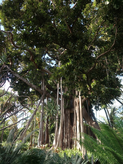Jard&iacute;n Bot&aacute;nico in Puerto de la Cruz (23. Nov.)