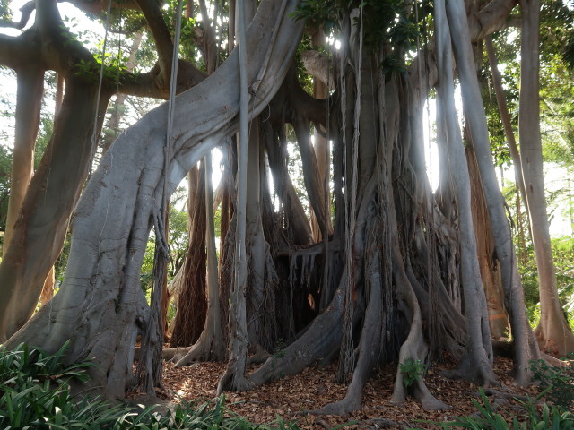 Jard&iacute;n Bot&aacute;nico in Puerto de la Cruz (23. Nov.)