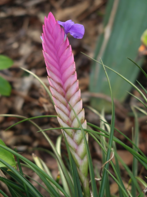 Jard&iacute;n Bot&aacute;nico in Puerto de la Cruz (23. Nov.)