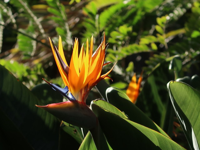 Jard&iacute;n Bot&aacute;nico in Puerto de la Cruz (23. Nov.)
