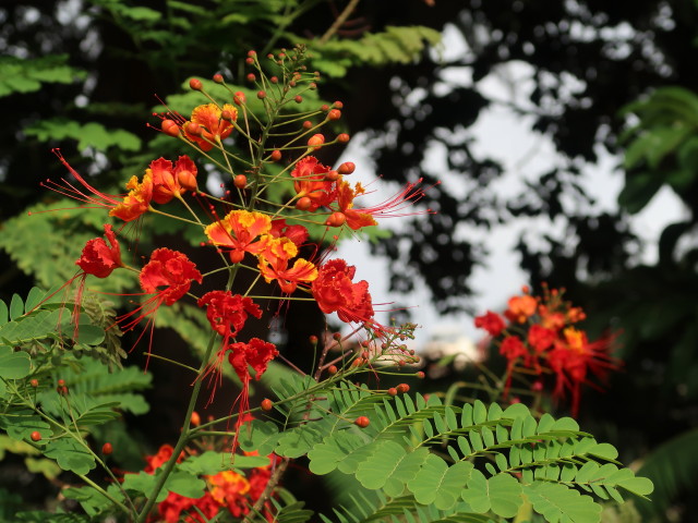 Parque Garc&iacute;a Sanabria in Santa Cruz (24. Nov.)