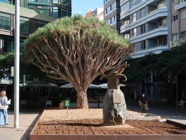 Dracena Draco in Santa Cruz (24. Nov.)