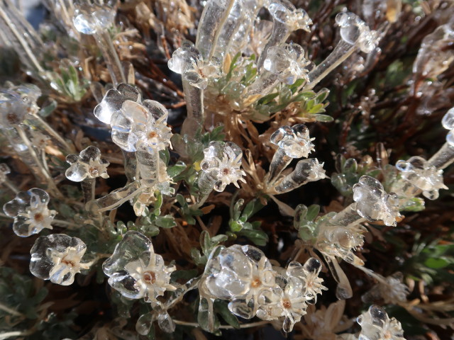 Parque Nacional del Teide (27. Nov.)