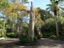 Jardín Botánico in Puerto de la Cruz (23. Nov.)