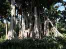 Jardín Botánico in Puerto de la Cruz (23. Nov.)