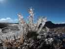 Parque Nacional del Teide (27. Nov.)