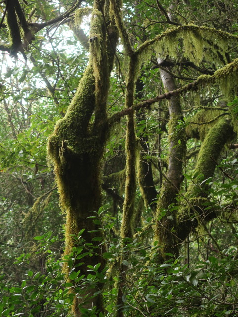 Parque Nacional de Garajonay