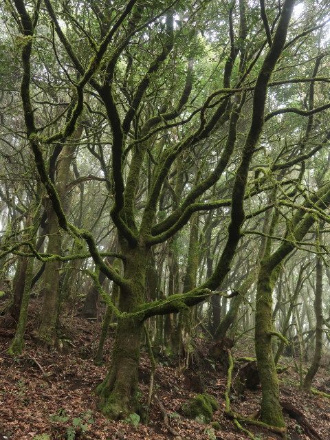 Parque Nacional de Garajonay