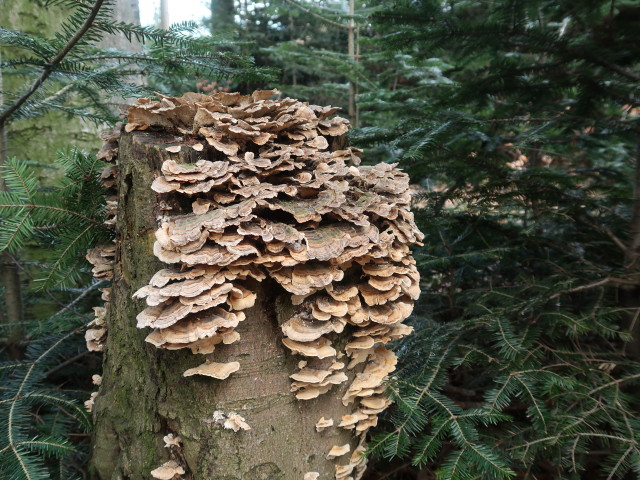 zwischen Kaiserbrunnberg und Pfalzberg