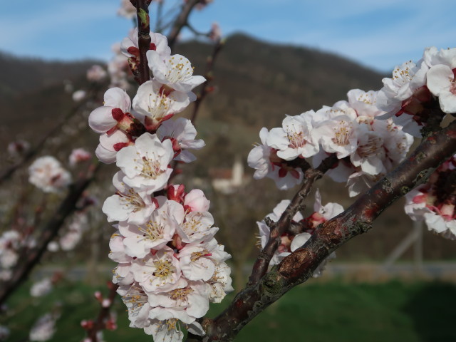 zwischen Willendorf und Schwallenbach