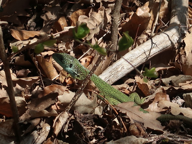 zwischen Burgruine D&uuml;rnstein und Fesslh&uuml;tte