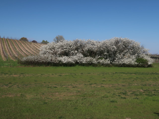 zwischen Stammersdorf und Steinernem Kreuz