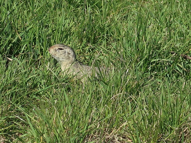 zwischen Stammersdorf und Steinernem Kreuz