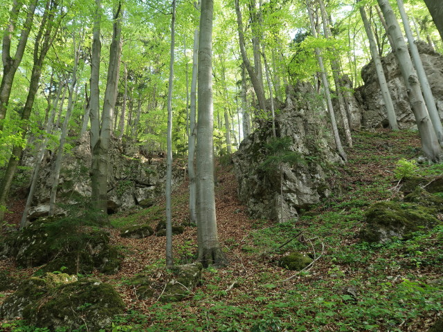 zwischen Pitten und Burg Grimmenstein