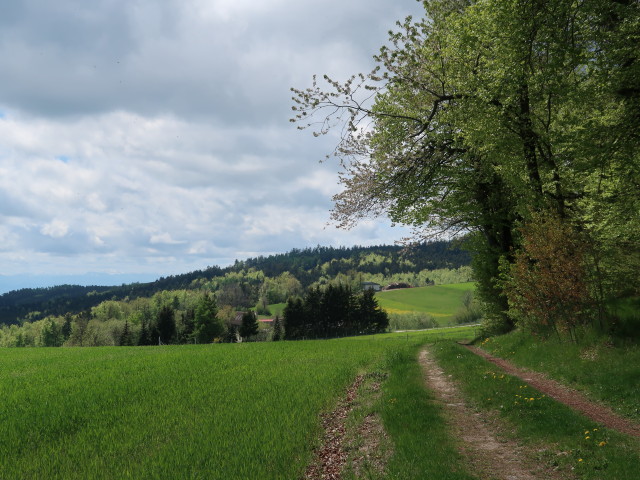 zwischen Benking und Jauerling