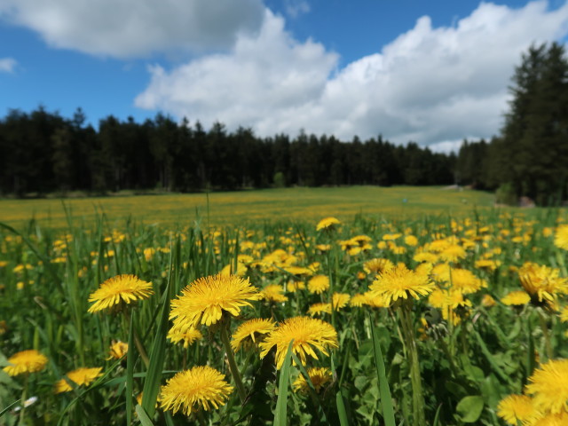 zwischen Benking und Jauerling