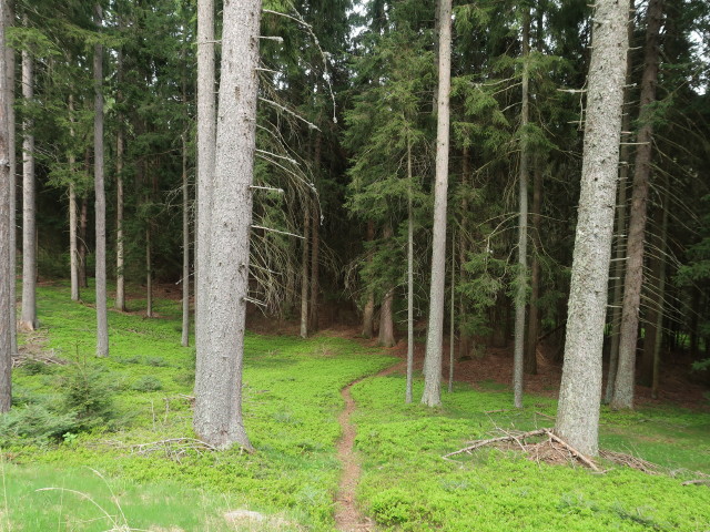 zwischen Ifang und Baumgarten