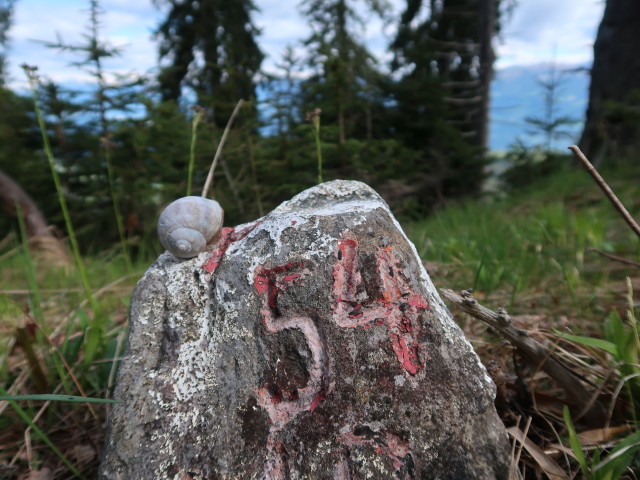 Erzberg-Höhenweg zwischen Hachelnock und Lahnernock