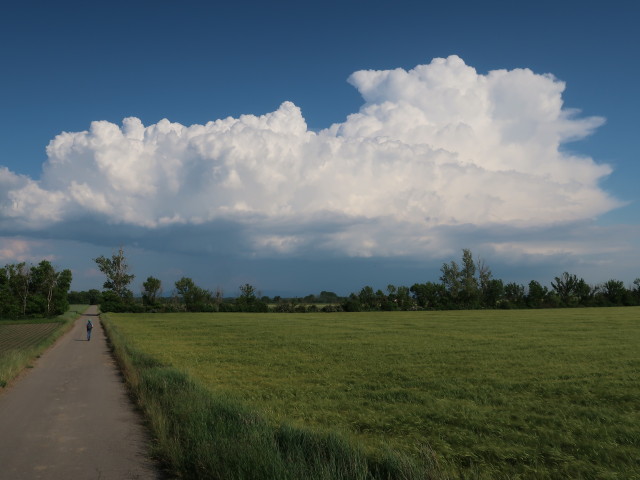 Sabine zwischen Ringelsdorf und Drösing