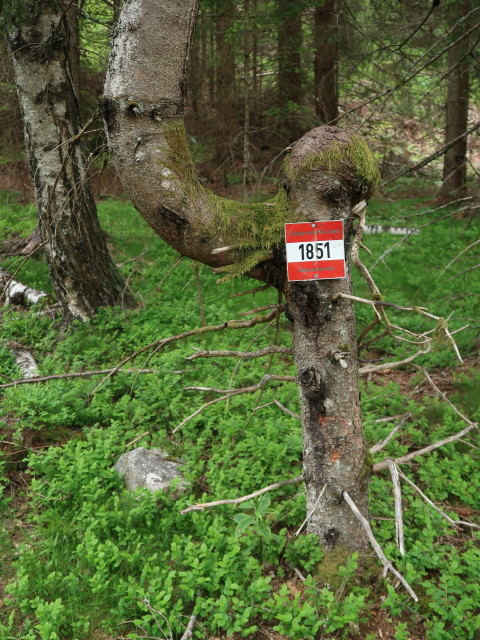 zwischen Enzibodenhütte und Enzhauserhütte