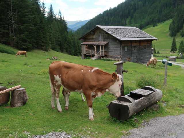 Unterstalleralm, 1.673 m