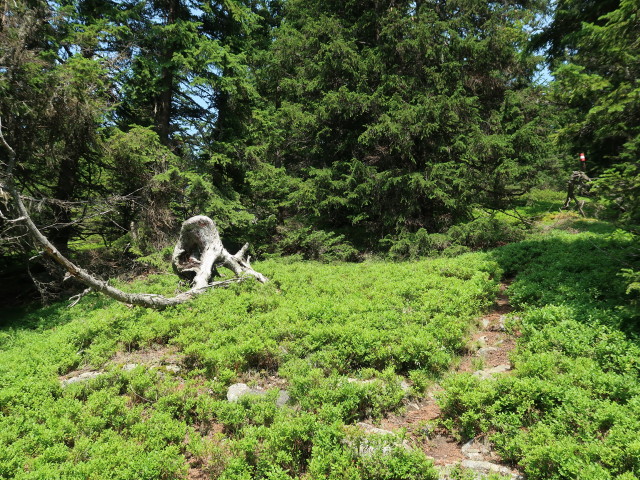 Siebenbauer (25. Juli)