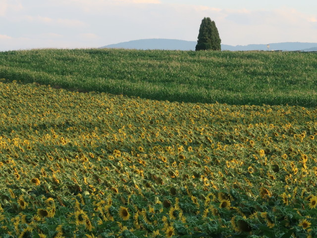 zwischen Ternitz und Neunkirchen