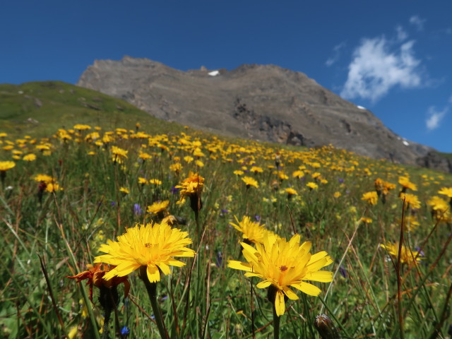 zwischen Remsschartl und Schwarzenbergh&uuml;tte (15. Aug.)