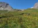 zwischen Remsschartl und Schwarzenberghütte (15. Aug.)