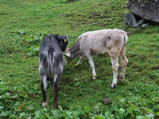 Gleirschtal (22. Aug.)