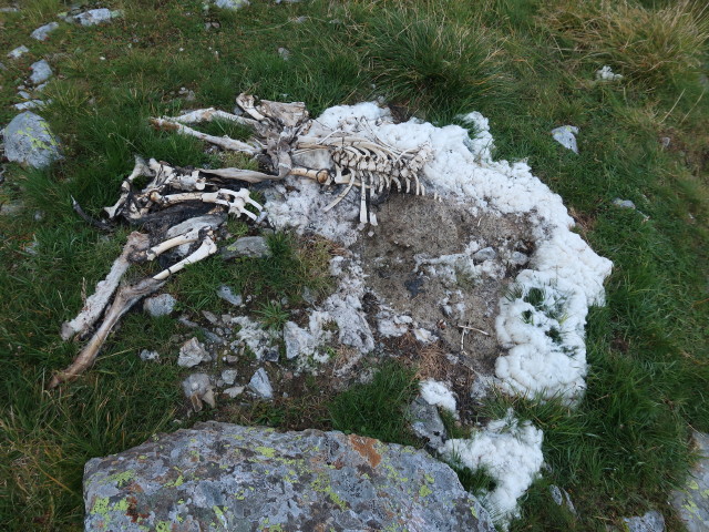 beim Oberen Sonntagskarsee, 2.064 m (6. Sep.)