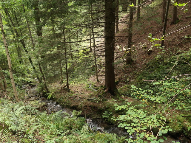 zwischen Mariensee und Innerneuwald