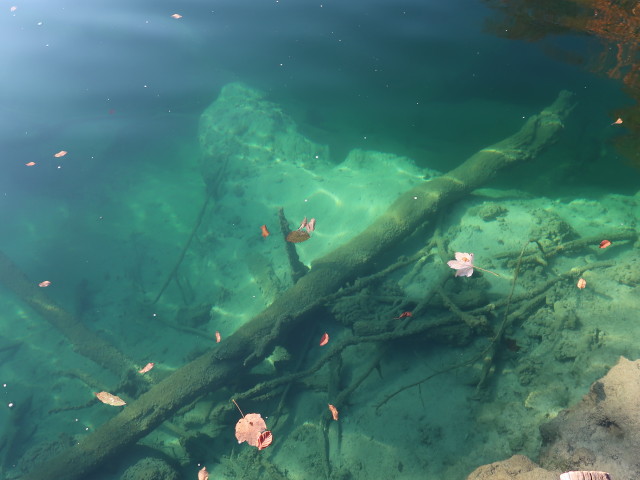 zwischen Kozjak und Gradinsko jezero im Nacionalni park Plitvicka jezera (30. Okt.)