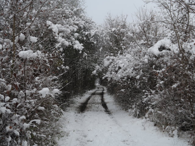 S&uuml;&szlig;enbrunn