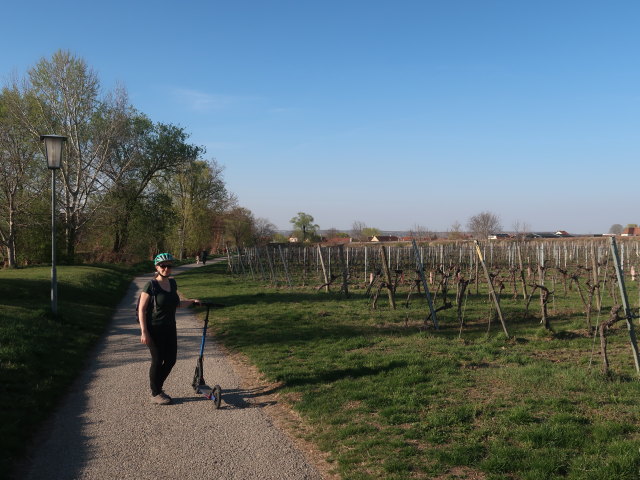 Sabine zwischen Furth bei Göttweig und Palt