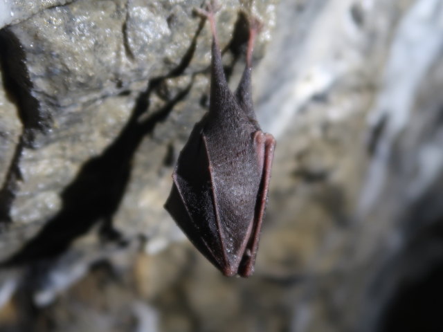 Hermannshöhle, 627 m