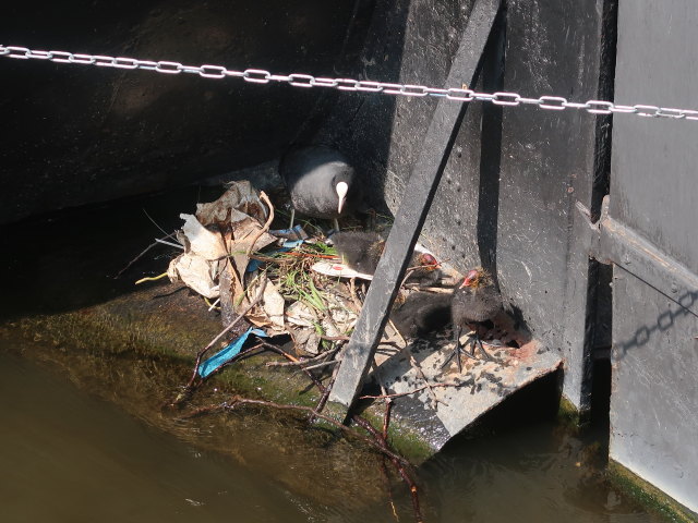 Keizersbrug in Amsterdam (18. Mai)