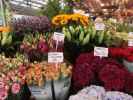 Bloemenmarkt in Amsterdam (18. Mai)