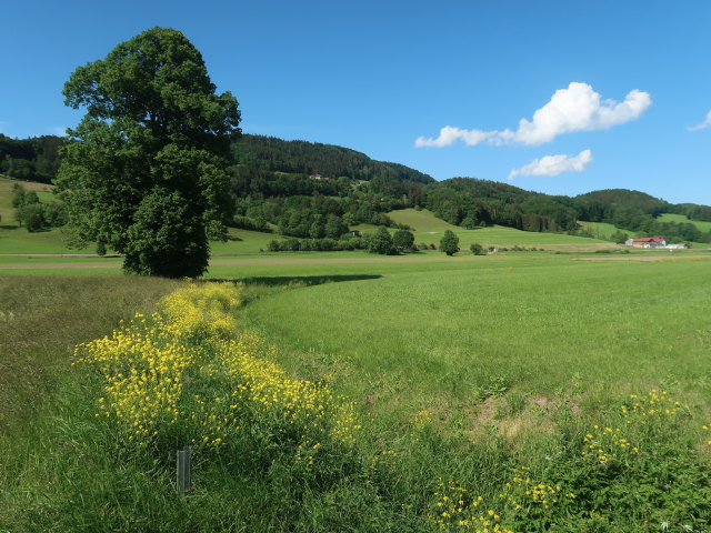 zwischen Rohrbach an der Gölsen und Rainfeld