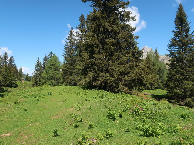 zwischen Treffneralm und Spielkogel (4. Juni)