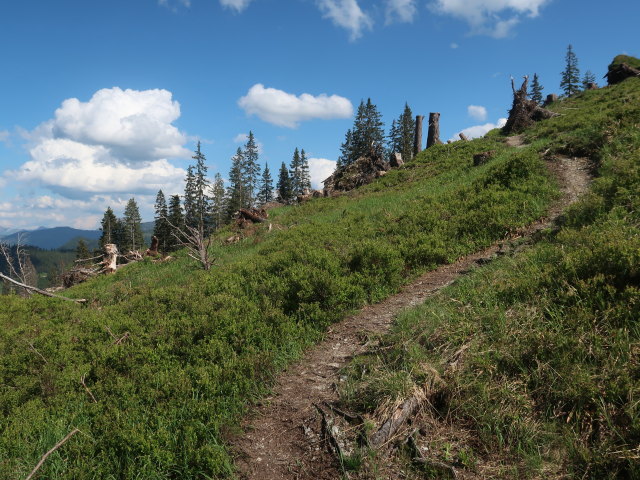 zwischen Kalblinggatterl und Lahngangkogel (4. Juni)