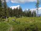 zwischen Spielkogel und Treffneralm (4. Juni)