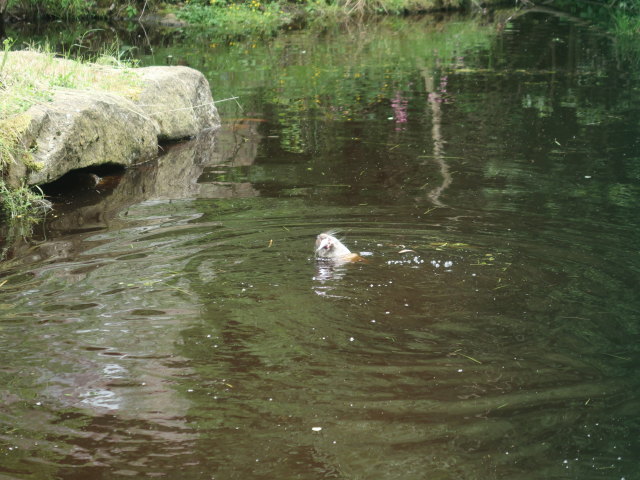 UnterWasserReich in Schrems
