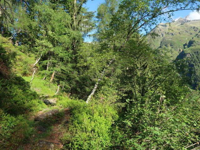 zwischen Gschnitztal und Gargglerin (11. Juni)