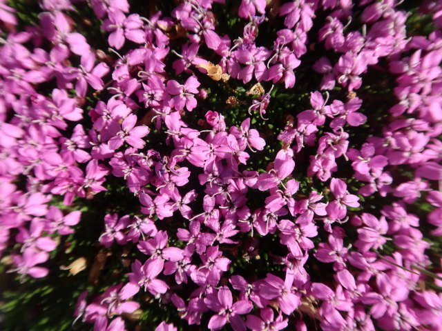 zwischen Innerer Wildgrube und Vorderer Wildgrube (12. Juni)