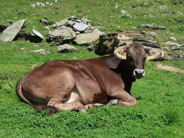 zwischen Muttenjoch und Rötenspitze (12. Juni)